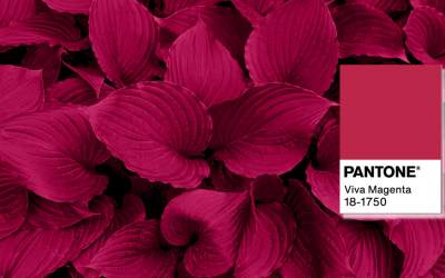 Be brave and fearless with Viva Magenta – Pantone Colour of the Year 2023